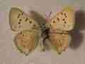 Lycaena virgaureae (verso, aberrant, Lotoshinskyi distr., Moscow reg) (Internet Image property of respective owner, non-commercial use only)